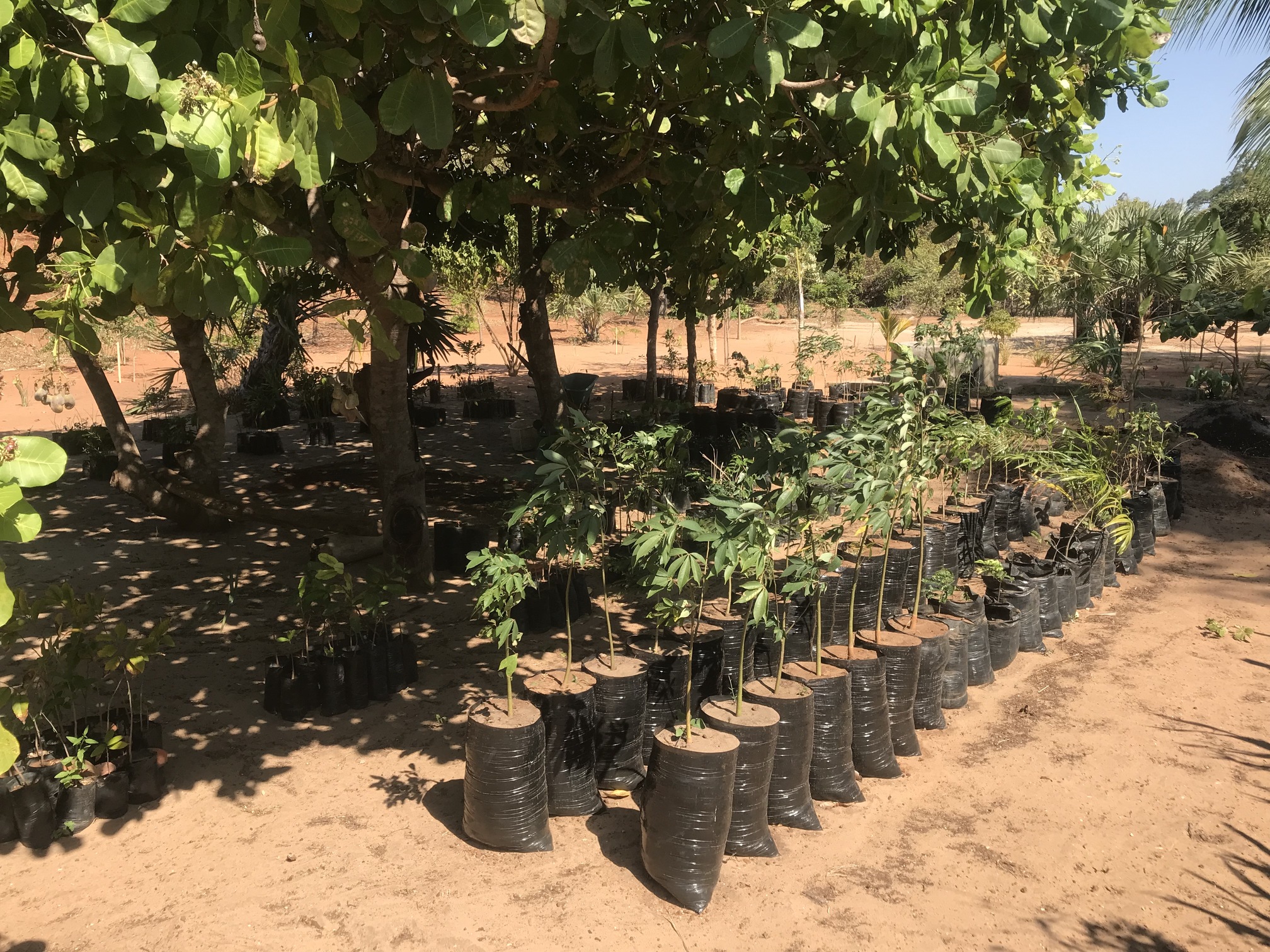 Afforestation / reforestation model